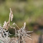 Empusa pennata - Foto F. Crovetto
